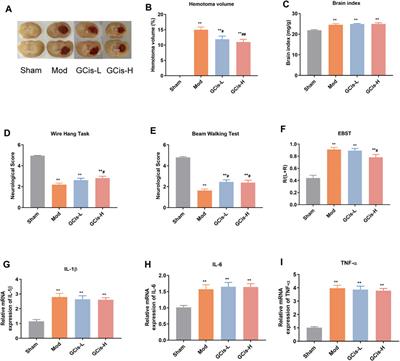 Herb Formula (GCis) Prevents Pulmonary Infection Secondary to Intracerebral Hemorrhage by Enhancing Peripheral Immunity and Intestinal Mucosal Immune Barrier